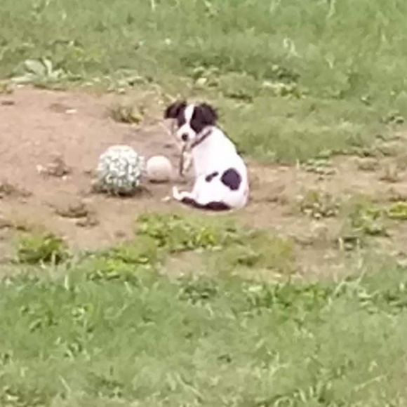 Meet your Posher, Donavan - Picture 1 of 1